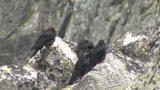 Video of Yellow-billed Chough - Yellow-billed Chough fly in the sky in Bulgarian mountains